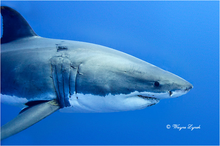 Great White Shark 125 by Dr. Wayne Lynch ©